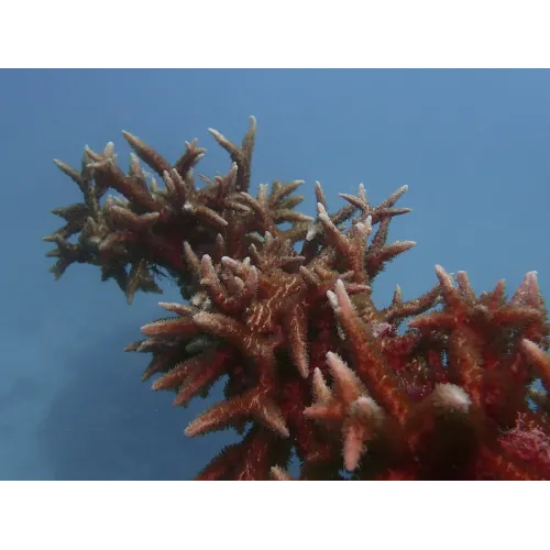 MONTRE ORIS  AQUIS GREAT BARRIER REEF LIMITED EDITION IV 43.50 MM