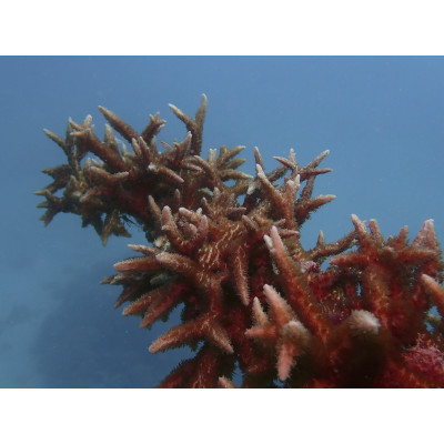 MONTRE ORIS  AQUIS GREAT BARRIER REEF LIMITED EDITION IV 43.50 MM