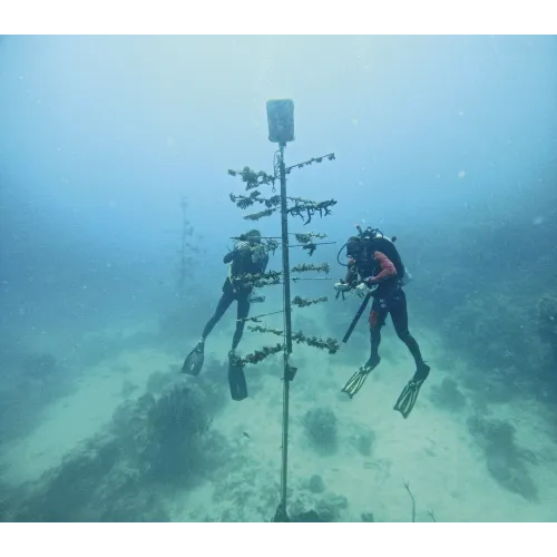 MONTRE ORIS  AQUIS GREAT BARRIER REEF LIMITED EDITION IV 43.50 MM