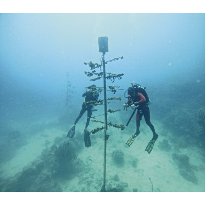 MONTRE ORIS  AQUIS GREAT BARRIER REEF LIMITED EDITION IV 43.50 MM